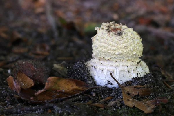 Pilz wächst im Pilz — Stockfoto