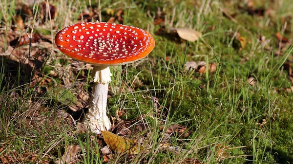 Vliegen amanita in gras — Stockfoto