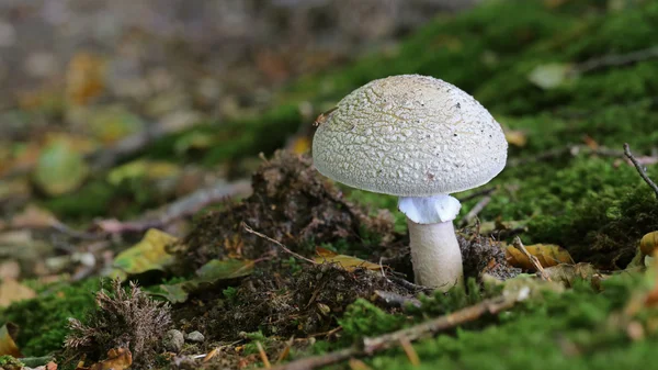 Close up of fungus on ground — Stock Photo, Image