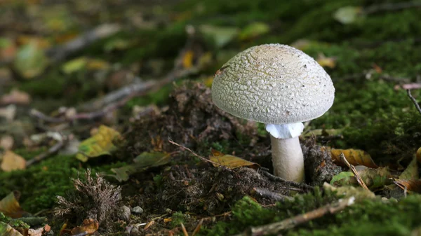 Close up of fungus on ground — Stock Photo, Image