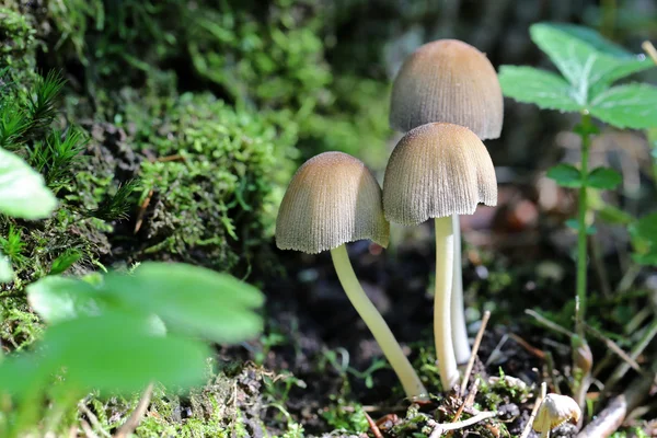 Fungus mushrooms in grass — Stock Photo, Image