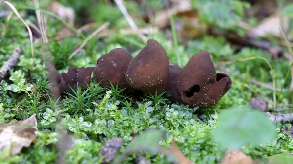 Fungus mushrooms in grass — Stock Photo, Image