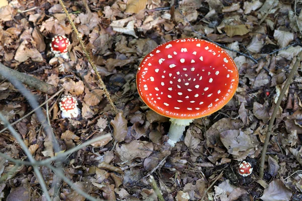 Fliegenamanitas im Herbst — Stockfoto