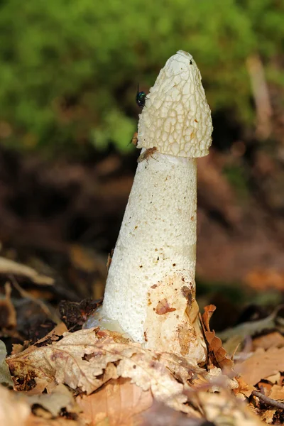 Common stinkhorn mushroom — Stock Photo, Image