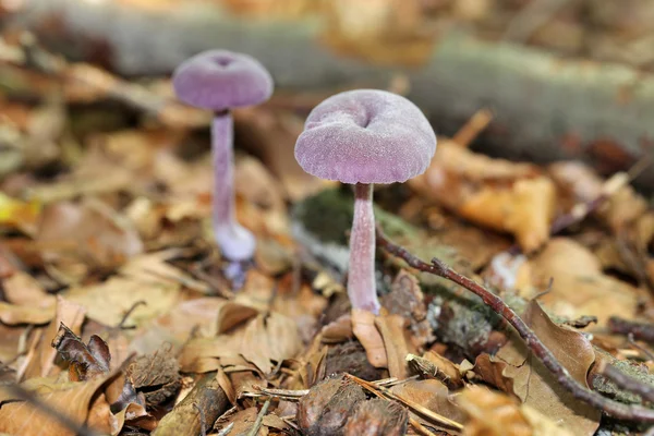 Amethyst deceiver mushrooms — Stock Photo, Image