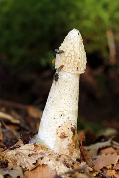 Common stinkhorn mushroom — Stock Photo, Image