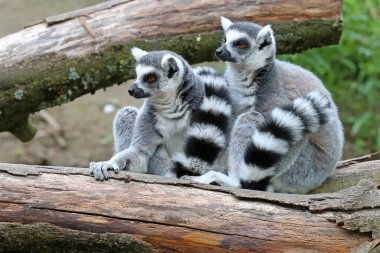 Ring-Tailed Lemurlar