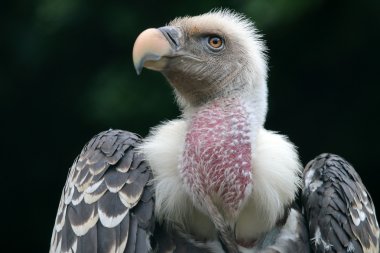 Ruppells akbaba kuşu