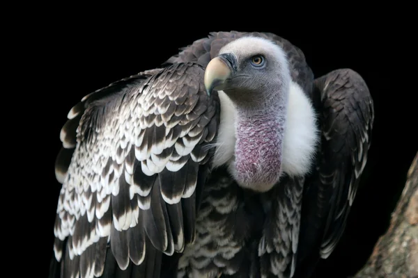 Ruppells vulture bird — Stock Photo, Image