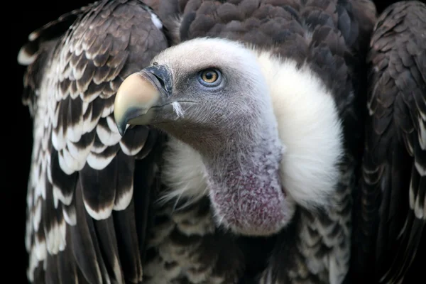 Ruppells vulture bird — Stock Photo, Image