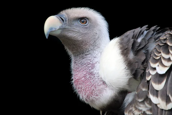 Ruppells vulture bird — Stock Photo, Image