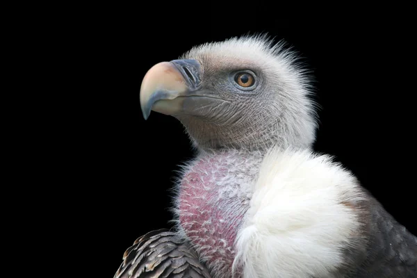 Ruppells vulture bird — Stock Photo, Image