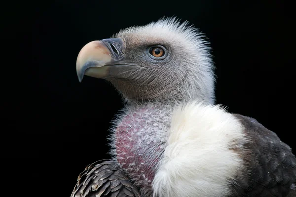 Ruppells vulture bird — Stock Photo, Image