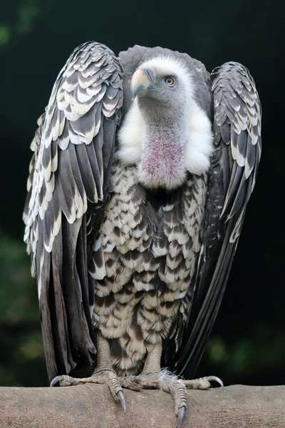 Ruppells vulture bird — Stock Photo, Image