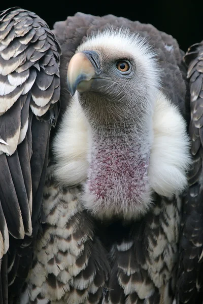 Ruppells vulture bird — Stock Photo, Image