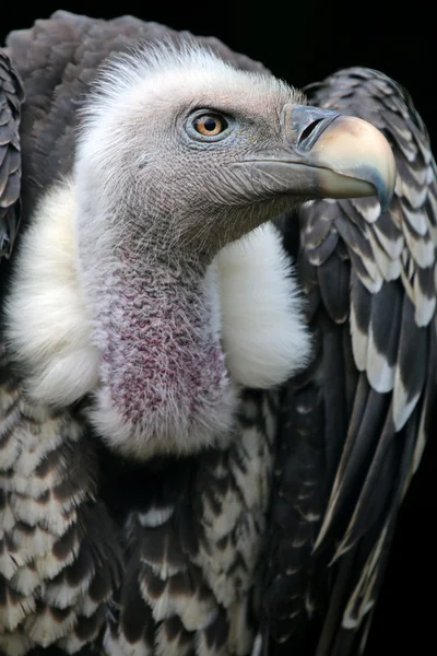 Ruppells akbaba kuşu — Stok fotoğraf