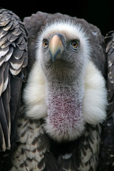 Ruppells vulture bird — Stock Photo, Image