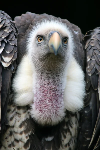 Ruppells 兀鹫鸟 — 图库照片