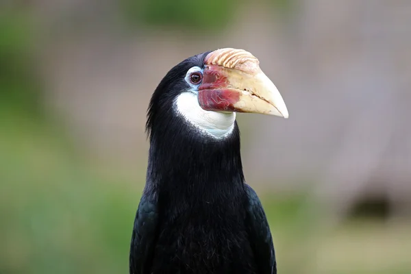 Žena si Blyth hornbill — Stock fotografie