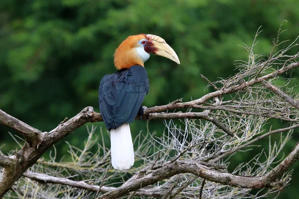 Blyth 's hornbill macho — Foto de Stock