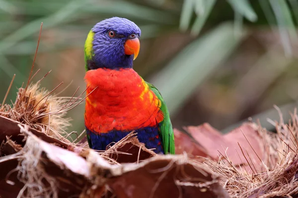 Kokos lorikeet fågel — Stockfoto