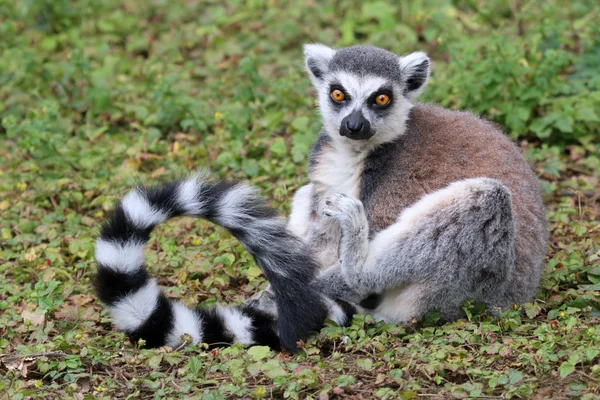 Ring-tailed Lemur — Stockfoto