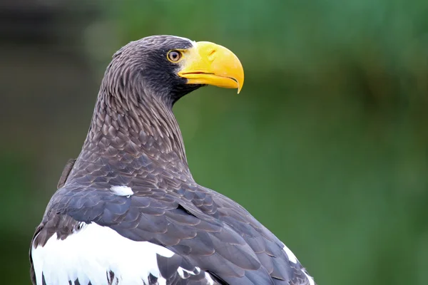 Steller's sea eagle — Stock Photo, Image