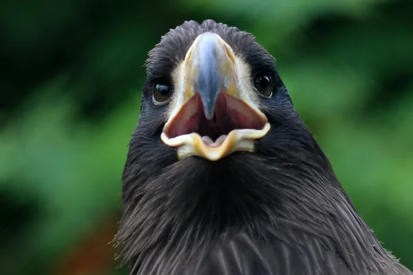 Stellers sea eagle — Stockfoto