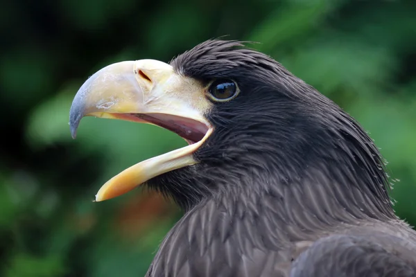 Steller's sea eagle — Stock Photo, Image