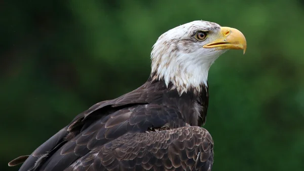 Bald eagle bird — Stock Photo, Image