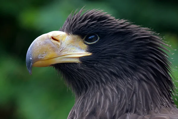 Steller's sea eagle — Stock Photo, Image