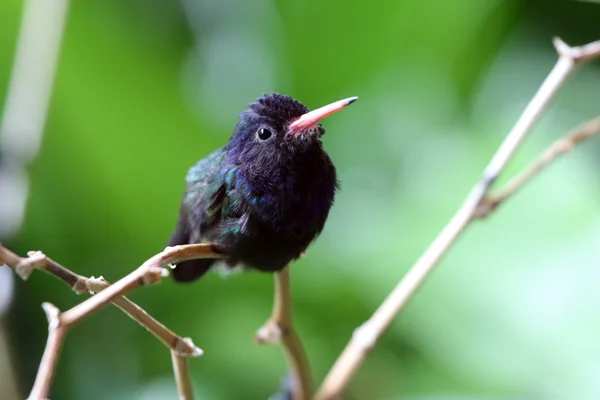 Hummingbird sitting on tree brunch — Stock Photo, Image