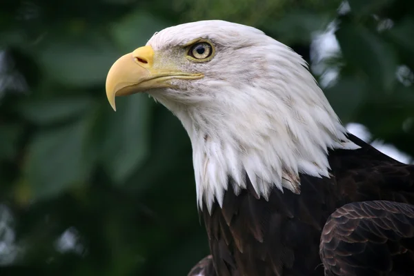 Uccello aquila calva — Foto Stock