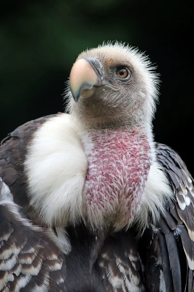 Geiervogel — Stockfoto