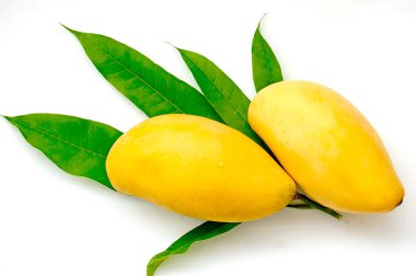 Beyaz arka planda sarı mango ve yeşil yapraklar. Mangifera, Mangifera familyasından bir ağaç türü.).