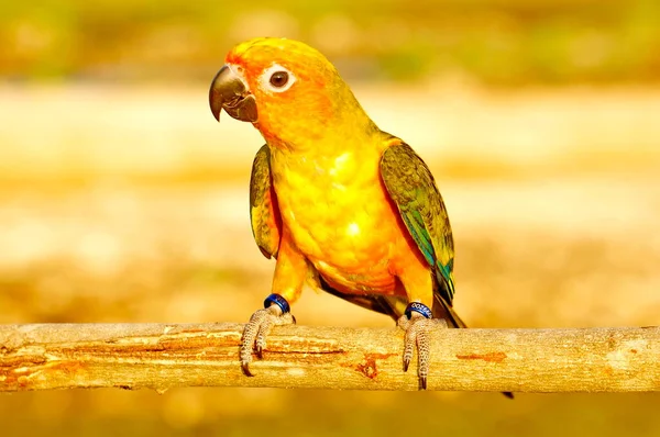 Papagaio Aratinga Pátria Sul América Central Foto Papagaio Ramo — Fotografia de Stock