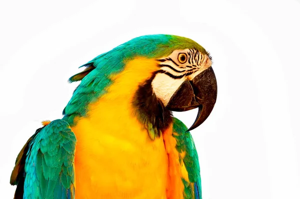 Mavi Sarı Makarnalı Büyük Papağanlardan Biri Yakın Plan Beyaz Arkaplan — Stok fotoğraf