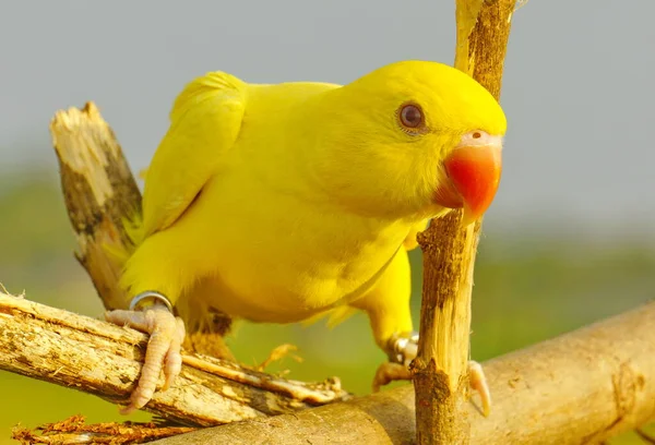 Muhtemelen Halka Boyunlu Muhabbet Kuşu Sarısı Bir Dala Oturur Yakın — Stok fotoğraf