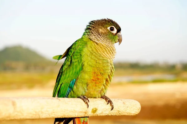 Zümrüt Muhabbet Kuşu Güney Amerika Nın Güney Ucunda Yaşıyor Fotoğrafta — Stok fotoğraf