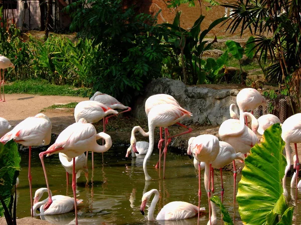 Flamingolar Veya Flamingolar Phoenicopteridae Familyasından Bir Kuş Türü Resim Hayvanat — Stok fotoğraf