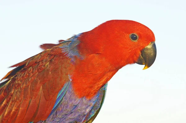Eklektus Papağanı Eclectus Roratus Yeni Gine Avustralya Bulunan Bir Papağan — Stok fotoğraf