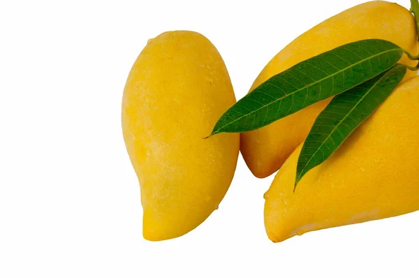 Frutos Amarillos Mango Sobre Fondo Blanco Gotas Agua Hojas Verdes — Foto de Stock