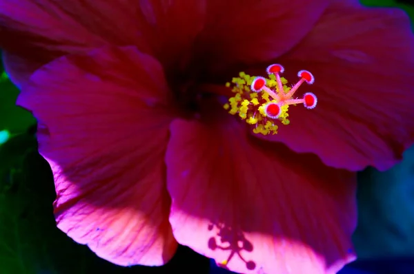 Hibiscus Género Plantas Con Flores Perteneciente Familia Mallow — Foto de Stock