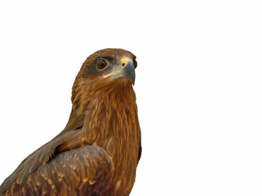 Beyaz tabakta kiraz domatesleri. 