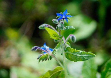 Barago. Salatalık otu. Mavi çiçek. Makro. Salatalık aromalı. Doğada, küçük Asya 'da yetişir..