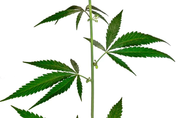 Cannabis Ruderalis Subspecies Cannabis Sativa Stem Leaves — Stock Photo, Image