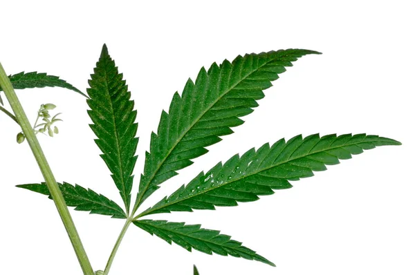 Cannabis Ruderalis Subspecies Cannabis Sativa Stem Leaves — Stock Photo, Image