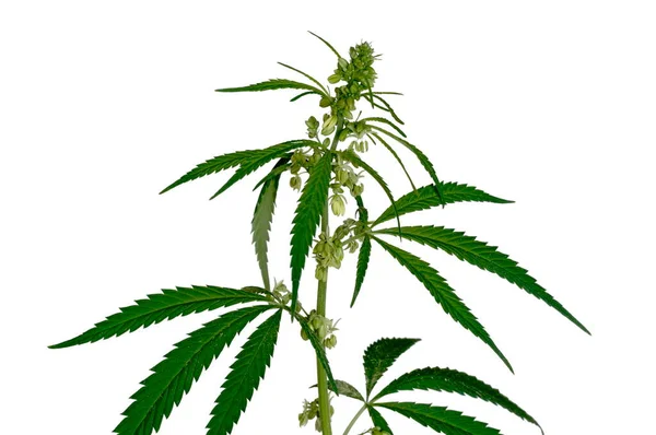 Cannabis Ruderalis Subspecies Cannabis Sativa Stem Leaves — Stock Photo, Image