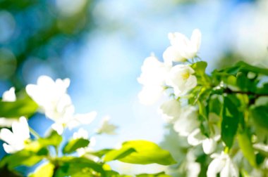 Bulanık çiçek arkaplanı. Beyaz, mavi ve yeşil tonlarda. Gökyüzünün arka planında çiçek açan bir elma ağacı kullanmış..