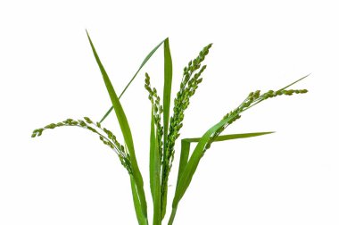 Panicum (Panicgrass) yaklaşık 450 tür ottan oluşan büyük bir cinstir. Beyaz arka planda olgun tohumlar olan bitki..